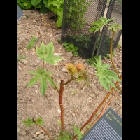 Ricin, Ricinus communis (fam Euphorbiacees) (rg tropicales) (1)